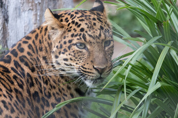 Chinese Leopard