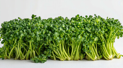 Fresh green radish microgreens on white background