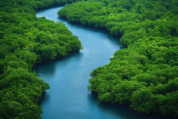 Exploring a lush green mangrove forest with waterways tropical location nature photography aerial perspective serenity of nature
