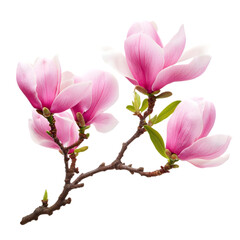 Pink Magnolia Blossoms  Spring Flowers  Nature Branch  Floral Photography