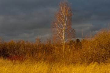 Jesień na łąkach i wśród drzew Drzewa oświetlone zachodzącym słońcem na tle ciemnych chmur deszczowych. Biała brzoza z pniem świecącym w świetle zachodzącego słońca na tle zbliżających się chmur .
