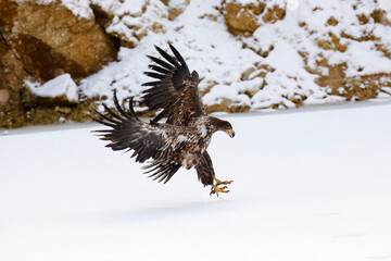 Sea eagle in flight. White-tailed eagle, Haliaeetus albicilla, landing on frozen lake with widely spread wings. Majestic bird of prey hunting. Wildlife winter nature. Largest eagle in Europe. Raptor.