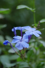 青い花が美しいルリマツリ