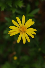 野に咲く黄色い花のユリオプスデージー