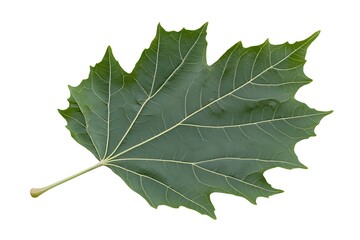maple leaf isolated on white background 