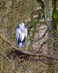 Young grey heron standing on one leg in a tree.