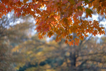 Autumn forest background. Vibrant colorful trees foliage in fall park. Nature change leaves in October season