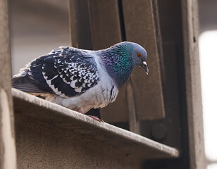 pigeon on a branch