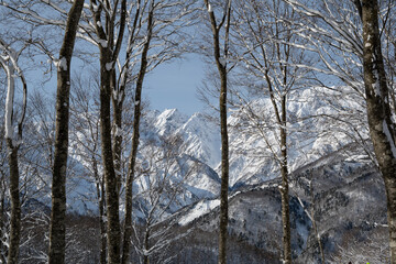 Fototapeta premium スキー場 ゲレンデ風景 白馬岩岳スノーフィールド