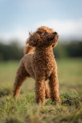 A brown toy poodle dog puppy on a walk in the park on the grass.