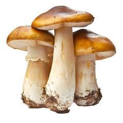 Group of Three Golden Mushrooms  Autumn Fungus  Edible Fungi  Forest Harvest  Nature Photo