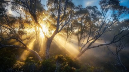 Fototapeta premium A stunning landscape featuring trees bathed in sunlight as rays penetrate through mist, creating an enchanting atmosphere.