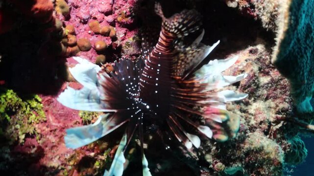 pez leon (pterois volitans) moviendose suavemente mientras una morena verde (gymnothorax funebris) se prepara para cazarlo.