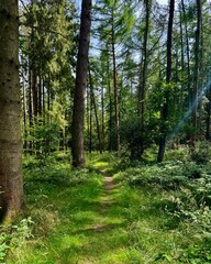 path in the forest