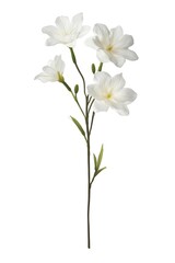 Obraz premium orchid flower with stem isolated on white background