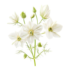 Obraz premium Elegant White Flowers Bouquet Blooming Spring Nature Photography Floral Design
