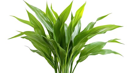 Obraz premium corn plant isolated on white background