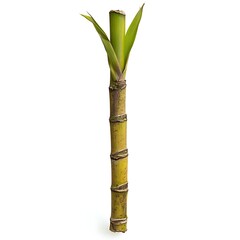 Fototapeta premium sugarcane stalk isolated on white background