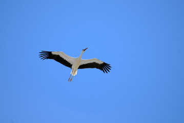 Obraz premium Stork flying in the sky of Aragon, Spain