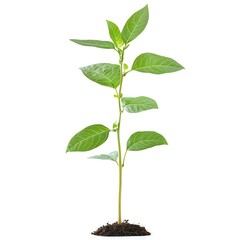 soybean plant isolated on white background