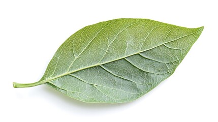 Obraz premium papaya leaf isolated on white background