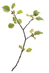 blackberry branch isolated on white background