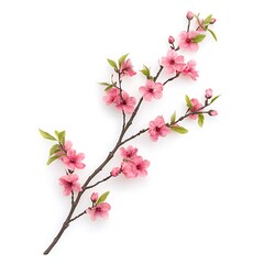 cherry blossom branch isolated on white background