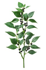 Fototapeta premium black pepper plant isolated on white background