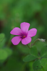 新緑の中にピンクの花を咲かすイモカタバミ