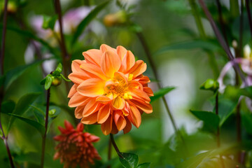 Closeup of coral colored orange and yellow dahlia flower with curling petals blooming in a fall garden, dramatic nature background
