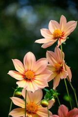 Closeup of coral colored orange and yellow dahlia flower red center ring blooming in a fall garden, dramatic nature background
