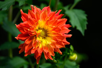 Closeup of vibrant orange and yellow dahlia flowers blooming in a fall garden, dramatic nature background
