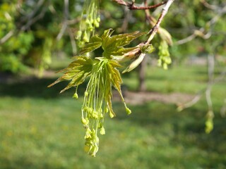 Closeup of Sugar Maple flowers, Colorado 