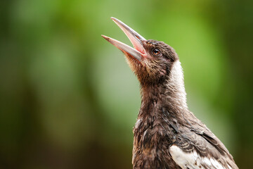 Australian Juvenile Magpie is seeking shelter while watching the sky after heavy rainfall.