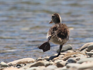 Duckling Stretching Legs
