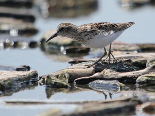 Sandpiper Foraging