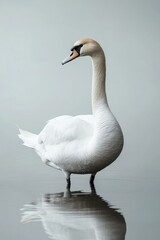 Obraz premium An Elegant Swan Beautifully Reflecting on the Peaceful Calm Waters of a Serene Lake