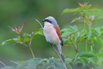 Neuntöter Männchen