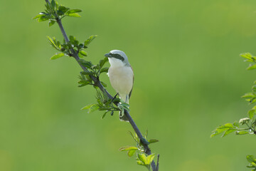 Neuntöter Männchen