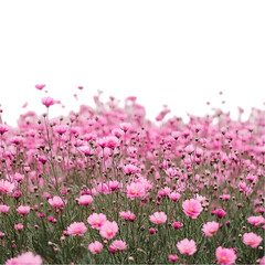 Pink Cosmos Flower Field  Blooming Spring Blossoms  Nature Background