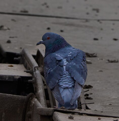 pigeon in the city