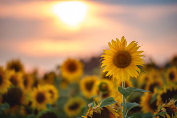 Close-up of a blooming sunflower at sunset. Beautiful sunflowers bloom on the field in late summer