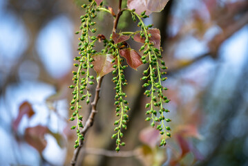A branch of Populus nigra with buds and red leaves in spring. A twig of a black poplar on a background of a blue sky. Soft blurred background