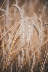 Fototapeta premium Ears of wheat growing in the field. Close-up of wheat growing in a village