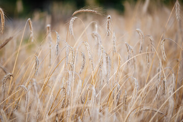 Ears of wheat growing in the field. Close-up of wheat growing in a village