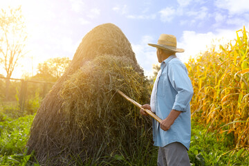 Senior man in straw hat pitching hay on farmland
