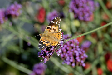 Painted Lady (Vanessa Cardui) Butterfly perched on purple flower in Zurich, Switzerland