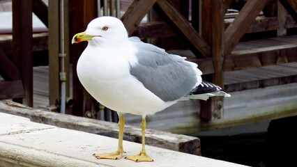 seagull waiting for food canal venice italy