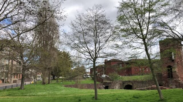 Speath alder (Alnus spaethii) - tree - April