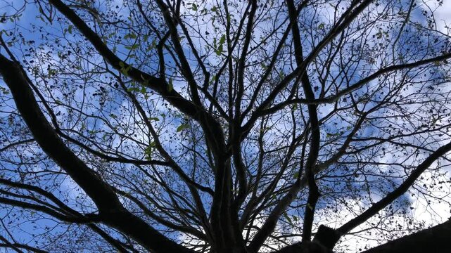 Speath alder (Alnus spaethii) - canopy - April